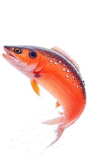 fjord trout,ornamental fish,tobaccofish,koi carp,cichla,red fish,goldfish,krill,koi carps,koi,salmon-like fish,diamond tetra,small fish,freshwater fish,cabezon (fish),koi fish,mandarin,oncorhynchus,diamond mandarin,pike,Illustration,Black and White,Black and White 06