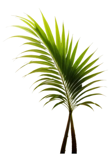 palm tree vector,fan palm,palmtree,palmetto,cyperus,palmera,palm leaf,echinochloa,palmettos,palm,wine palm,cymbopogon,easter palm,palm leaves,pine needle,tenuifolia,palm blossom,cycas,palm fronds,eleocharis,Illustration,American Style,American Style 05