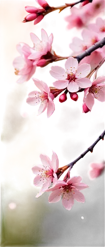 japanese floral background,japanese sakura background,plum blossoms,japanese cherry blossoms,sakura blossoms,japanese cherry blossom,sakura flowers,sakura background,sakura flower,takato cherry blossoms,cherry blossoms,sakura cherry tree,sakura tree,cherry blossom,pink cherry blossom,sakura blossom,plum blossom,japanese cherry,the cherry blossoms,cherry petals,Illustration,Realistic Fantasy,Realistic Fantasy 40