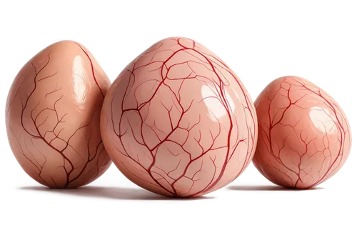 ovules,ellipsoids,oviducts,uropods,egg shells,embryos,hypercholesterolemia,bisected egg,eggs,embryogenesis,alveoli,eggshells,goose eggs,pods,brown eggs,softgel capsules,wrinkled potatoes,testicular,biloba,medical illustration,Illustration,Vector,Vector 01