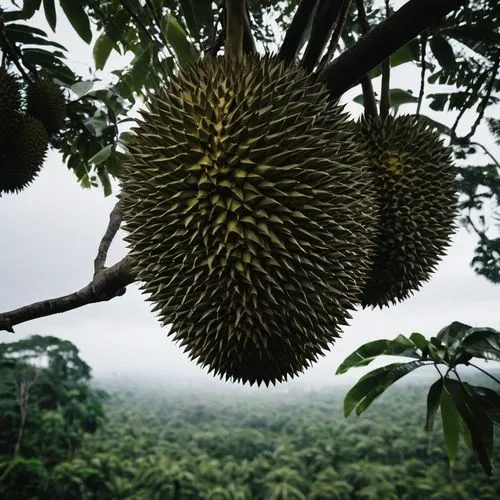 durian,durian seed,durians,salak,durian ball,banani,Photography,Documentary Photography,Documentary Photography 04