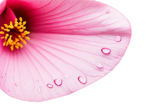 flowers png,pink morning glory flower,stamen,pink petals,pink poppy,pink hibiscus,cosmos flower,stamens,pink flower,pistil,dew drops on flower,swamp rose mallow,the petals overlap,flower illustrative,malope,pink lisianthus,gerbera flower,gerbera,pink anemone,hibiscus flower,Illustration,Black and White,Black and White 01