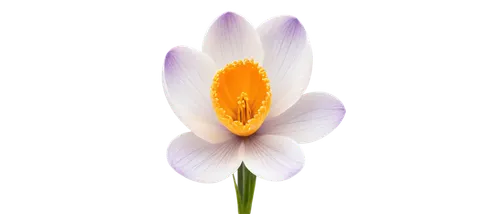 tulip background,crocus,flower wallpaper,flowers png,crocus flowers,zephyranthes,lotus png,flower background,lily flower,croci,tulip white,tulipe,crocus vernus,blooming lotus,tulip,tulipa,violet tulip,false saffron,crocuss,two-tone flower,Conceptual Art,Daily,Daily 15