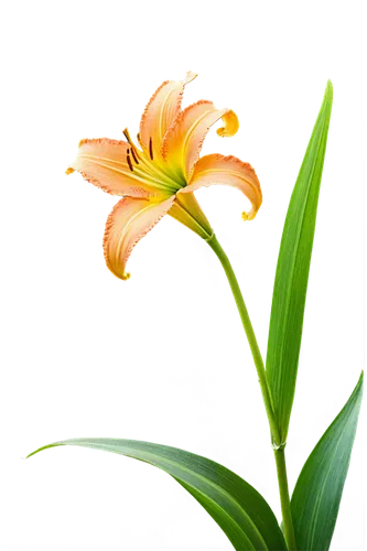 Daylily flower, orange petals, yellow center, delicate texture, trumpet-shaped bloom, slender stem, green leaves, morning dew, soft natural light, 3/4 composition, shallow depth of field, warm color t