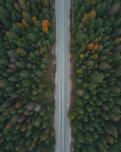 drone shot,drone view,forest road,drone image,drone photo,minnesota