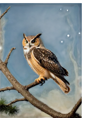 saw-whet owl,siberian owl,noctule,american kestrel,owl background,barn owl,nocturnal bird,owlet,sparrow owl,southern white faced owl,owl nature,tyto longimembris,spotted eagle owl,eurasian eagle-owl,kirtland's owl,spotted wood owl,houbara,spotted-brown wood owl,eagle owl,spotted owlet,Illustration,American Style,American Style 03