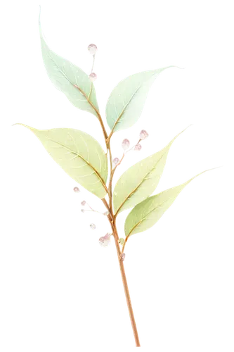 loose-leaf,curry leaves,lemon myrtle,tea plant,bay leaf,tea leaf,sichuan pepper,loose tea leaves,spring leaf background,hojicha,bay-leaf,cherry laurel,tea tree,salix mount aso,gum leaves,syzygium aromaticum,syzygium malaccense,thick-leaf plant,magnolia leaf,marsh labrador tea,Art,Artistic Painting,Artistic Painting 39