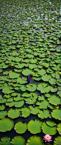 lotus on pond,broadleaf pond lily,water lilies,large water lily,water lotus,water lilly,pond flower,lilly pond,white water lilies,water lily,lily pads,lily water,lily pad,lotus pond,lotuses,lotus flowers,waterlily,pond lily,lily pond,giant water lily,Art,Classical Oil Painting,Classical Oil Painting 22