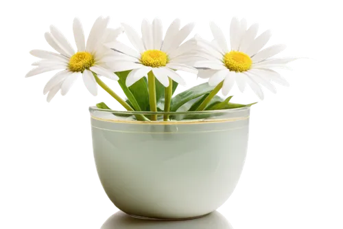 flowers png,leucanthemum,flower background,flower bowl,pyrethrum,shasta daisy,leucanthemum maximum,margueritte,white daisies,flower vase,wood daisy background,marguerite daisy,chamomile,minimalist flowers,camomile flower,oxeye daisy,ikebana,ox-eye daisy,flower wallpaper,chrysanthemum background,Illustration,Children,Children 03