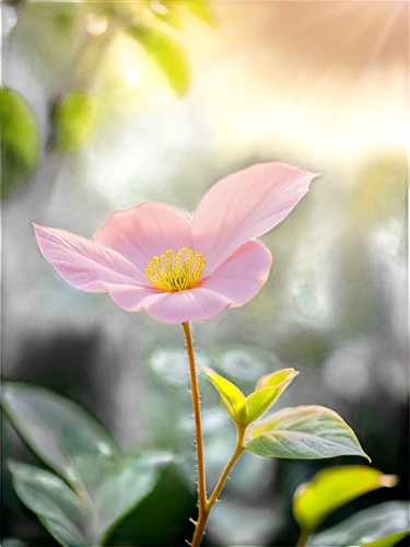 japanese anemone,anemone japonica,cosmos flower,japanese anemones,pink anemone,autumn blooming anemone,bush anemone,garden anemone,genus anemone,pink flower,autumn anemone,flower in sunset,fall anemone,pink cosmea,cosmos autumn,forest anemone,cosmos flowers,flower wallpaper,summer anemone,cosmea,Art,Artistic Painting,Artistic Painting 46