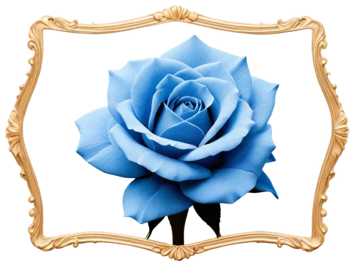 blue rose,rose png,frame rose,rose frame,blue moon rose,rose flower illustration,blue rose near rail,roses frame,bicolored rose,blue flower,blue leaf frame,flowers png,disney rose,flower rose,flower frame,floral silhouette frame,peony frame,porcelain rose,rose flower,frame flora,Illustration,Vector,Vector 05