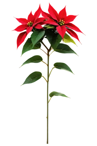 Poinsettia plant, Christmas theme, red leaves, green stem, bright yellow flowers, delicate petals, shiny surface, indoor setting, natural lighting, 3/4 composition, soft focus, warm color tone, festiv