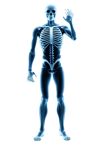 the human body,osteopath,osteopaths,osteopathy,osteoporotic,osteopathic,skeletal,human body,chiroscience,biomechanically,musculoskeletal,human skeleton,uv,garrison,osteoporosis,skeletal structure,chiropractic,calcium,divine healing energy,osteoarthritis,Art,Classical Oil Painting,Classical Oil Painting 22