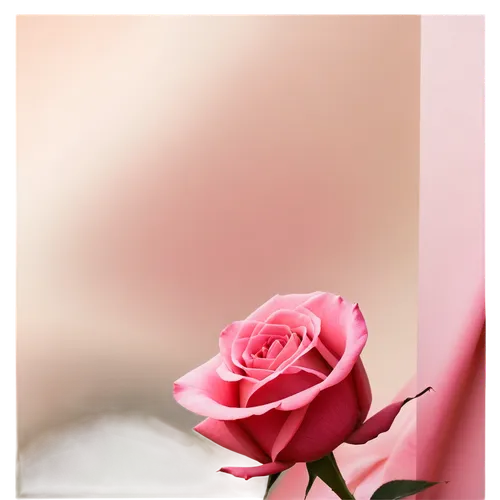 pink rose,romantic rose,frame rose,landscape rose,pink roses,rose bloom,rose png,roze,bright rose,rose flower,rose pink colors,rose,rose frame,arrow rose,bourbon rose,historic rose,dried rose,peach rose,flower rose,rose roses,Photography,General,Natural