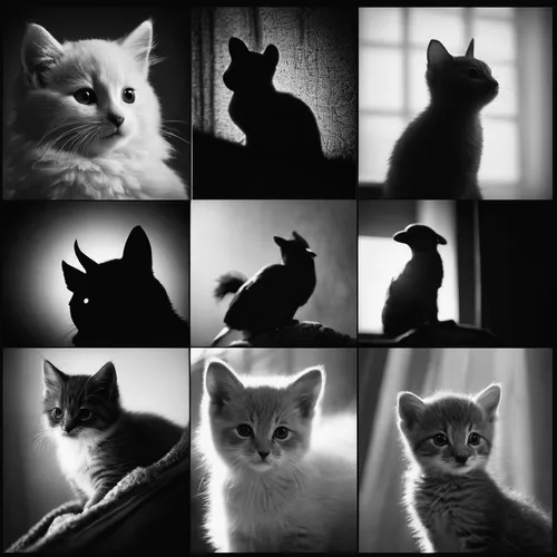 cat silhouettes,vintage cats,monochrome photography,animal photography,felines,cat lovers,black and white,color black and white,black-and-white,black white,cats,blackandwhite,vintage cat,kittens,baby cats,american shorthair,cat family,capricorn kitz,american wirehair,cat frame,Photography,Black and white photography,Black and White Photography 08