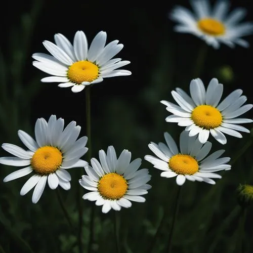 daisy flowers,white daisies,daisies,margueritte,wood daisy background,marguerite daisy,Illustration,Paper based,Paper Based 14