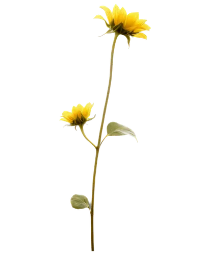 flowers png,helianthus occidentalis,helianthus,hieracium,helianthus annuus,helianthus tuberosus,woodland sunflower,xerochrysum bracteatumm,sunflower lace background,minimalist flowers,small sun flower,rudbeckia,arnica,silphium perfoliatum,doronicum orientale,rudbeckia nidita,sand coreopsis,yellow gerbera,wood daisy background,rudbeckia fulgida,Illustration,Black and White,Black and White 26