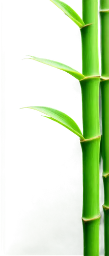 Bamboo, multiple stalks, green leaves, node connections, thin branches, natural texture, detailed nodes, morning dew, soft sunlight, 3/4 composition, shallow depth of field, warm color tone, cinematic