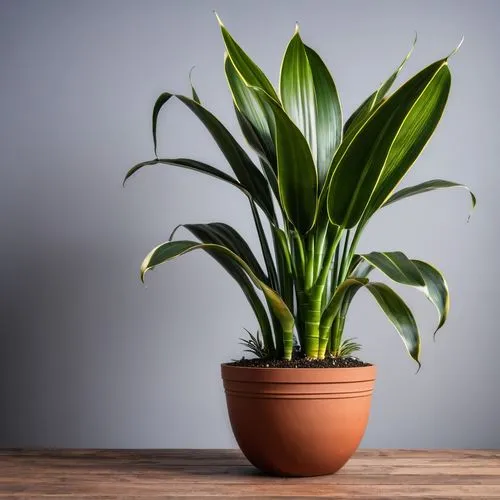 aspidistra,dracaena,calathea,philodendron,dracena,potted plant,houseplant,dark green plant,hostplant,indoor plant,money plant,potted palm,green plant,coelogyne,masdevallia,sansevieria,maxillaria,catasetum,zamia,billbergia,Photography,General,Realistic