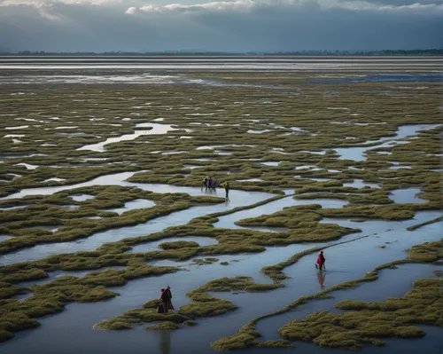 the wadden sea,wadden sea,tidal marsh,camargue,mudflat,salt marsh,low tide,salt pan,salt field,doñana national park,salt pans,salar flats,polder,maasvlakte,ameland,the danube delta,the shrimp farm,braided river,salt-flats,estuarine,Photography,General,Fantasy