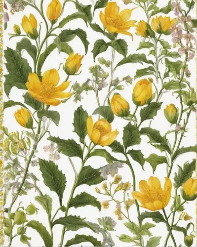 illustration of the flowers,sunflower lace background,corn poppies,anemone sylvestris,ranunculus,flower illustration,cosmos flowers,botanical print,yellow wallpaper,doronicum orientale,adonis amurensis,ranunculus asiaticus,trollius of the community,geum urbanum,tall cinquefoil,geum,tagetes patula,chrysanthemum background,flowers pattern,rosa palustris,Illustration,Paper based,Paper Based 22