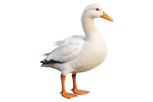 gooseander,cayuga duck,female duck,brahminy duck,duck,goose,greylag goose,ornamental duck,snow goose,nile goose,easter goose,duck bird,a pair of geese,young goose,seaduck,bird png,canard,geese,the duck,cygnet,Illustration,Black and White,Black and White 29