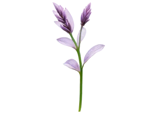 flowers png,tulipan violet,crown chakra flower,fernleaf lavender,violet tulip,grape-grass lily,lavender flower,lavandula,the lavender flower,gladiolus,minimalist flowers,purple flower,serbian bellflower,white with purple,rocket flower,egyptian lavender,lotus png,flower purple,lisianthus,bellflowers,Illustration,Black and White,Black and White 24