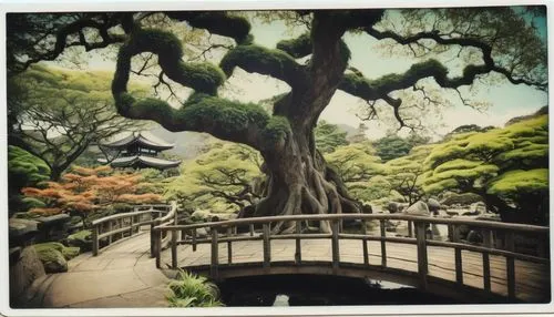 the japanese tree,japanese garden,japan garden,dazaifu,japanese garden ornament,ritsurin garden,kyoto,japanese zen garden,bodhi tree,sake gardens,hyang garden,beautiful japan,japan landscape,zen garden,kinkakuji,kinkakuji temple,japanese maple,dragon tree,japanese shrine,ginkaku-ji temple,Photography,Documentary Photography,Documentary Photography 03