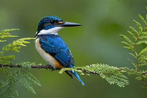 common kingfisher,kingfisher,alcedo atthis,perched on a log,beautiful bird,giant kingfisher,blue-capped motmot,white-crowned,belted kingfisher,periparus ater,black-chinned,blue bird,stork billed kingfisher,tickell's blue flycatcher,nature bird,perching bird,asian bird,bird on branch,piciformes,jacamar,Illustration,Children,Children 02