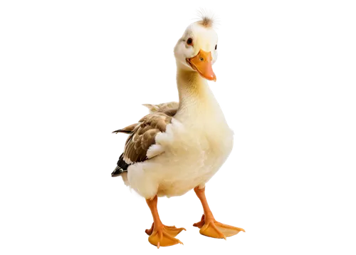 parents and chicks,duckling,a pair of geese,rockerduck,female duck,lameduck,duck cub,brahminy duck,goslings,ducklings,greylag goslings,duck females,young duck duckling,cayuga duck,aviculture,poultries,quacker,duck,pheasant chick,canard,Art,Artistic Painting,Artistic Painting 07