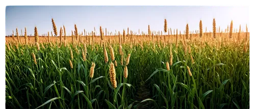 wheat crops,barley field,wheat grasses,wheat fields,wheat field,triticale,foxtail barley,field of cereals,green wheat,rye in barley field,wheat grass,grain field,wheat ears,wheat germ grass,durum wheat,wheat grain,triticum,rye field,wheatfield,grain field panorama,Photography,Documentary Photography,Documentary Photography 38