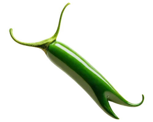 serrano peppers,pylori,blade of grass,rod of asclepius,spermatogonia,piperia,spermatozoon,green pepper,spermatozoa,petiole,green paprika,spermatogenesis,green bell pepper,elegans,patrol,green mamba,growth icon,pea,euglena,pea pod,Illustration,Black and White,Black and White 24