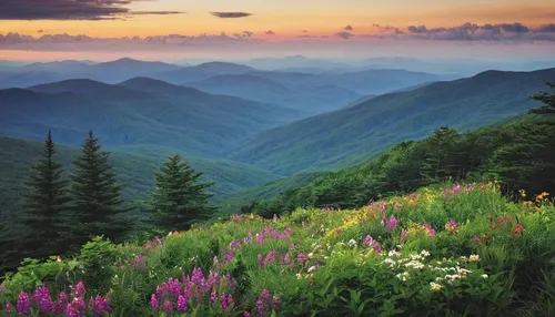 Roan Mountain-Fathers Day Hiking,great smoky mountains,mountain meadow,blue ridge mountains,carpathians,mountain landscape,lupines,alpine meadow,mountainous landscape,beautiful landscape,beech mountai