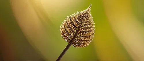 pennisetum,feather bristle grass,teasel,spikelets,wheat ear,phragmites australis,ribwort,seed-head,ornamental grass,seed head,reed grass,phragmites,hare tail grasses,marram grass,grass fronds,yellow nutsedge,hare tail grass,poaceae,bulrush,wheat ears,Photography,Documentary Photography,Documentary Photography 13