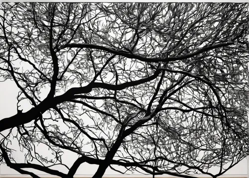 branches,tree branches,the branches,branching,the branches of the tree,branched,tree canopy,branch swirls,neurons,tendrils,tree silhouette,tree leaves,tree thoughtless,tree branch,old tree silhouette,bare trees,ornamental tree,tangle,leaves frame,rowan-tree,Conceptual Art,Graffiti Art,Graffiti Art 11