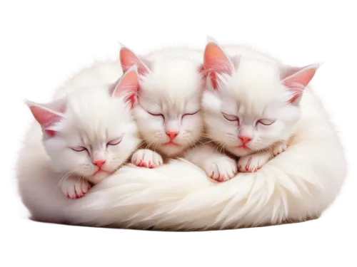 Adorable kittens, trio, balls of fluff, white fur, pink noses, big round eyes, fluffy ears, tiny paws, curled up, sleeping, playful, crawling, whiskers, soft focus, warm lighting, shallow depth of fie