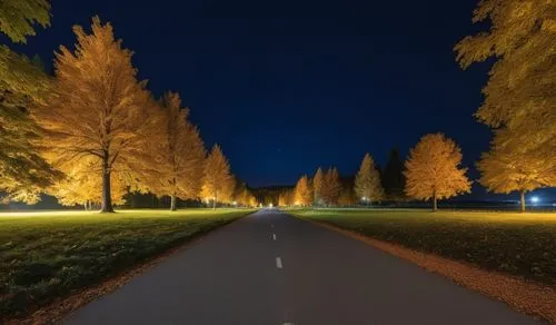 trees glow brightly at night in a park,tree lined lane,light trail,tree-lined avenue,the park at night,tree lined path,tree lined avenue,long exposure light,night photography,long exposure,night photo