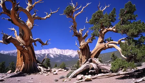 deadvlei,upward tree position,lassen volcanic national park,the roots of trees,old-growth forest,hokka tree,ghost forest,colorado spruce,crooked forest,natural monument,gnarled,pinus ponderosa,yoshua tree national park,temperate coniferous forest,trumpet tree,northwest forest,common trumpet tree,austrocedrus chilensis,prostrate juniper,color image,Art,Artistic Painting,Artistic Painting 09