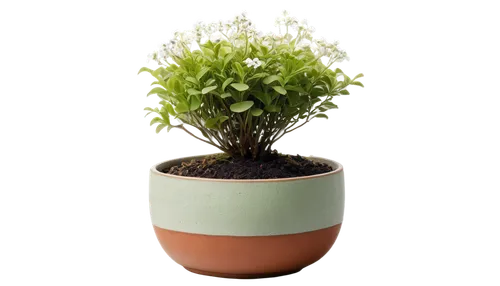 boxwood,ligustrum,potted tree,buxus,androsace rattling pot,potted plant,dwarf tree,boxwoods,bursera,hostplant,plant pot,container plant,ficus,resprout,pot plant,crassula,citrus plant,garden pot,pilea,maple tree in pot,Conceptual Art,Fantasy,Fantasy 10