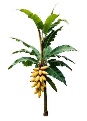 Tall banana tree, lush green leaves, yellow fruits hanging downwards, thick sturdy trunk, coconuts around base, warm sunlight filtering through leaves, shallow depth of field, natural realistic textur