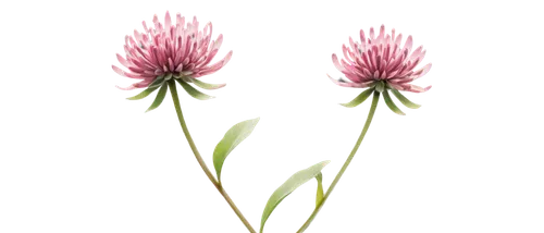 flowers png,allium siculum,flower illustrative,flower background,red clover flower,twin flowers,flower illustration,minimalist flowers,pink daisies,flower wallpaper,allium sativum,chive flower,pink flowers,elven flower,allium,dianthus,chrysanthemum background,alliums,blooming grass,nerine,Conceptual Art,Oil color,Oil Color 16