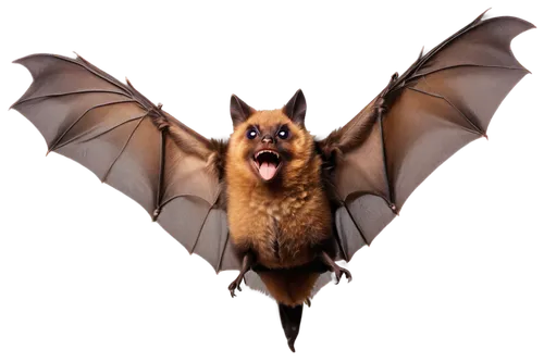 dutchbat,hipposideros,chiroptera,bat,fruit bat,tropical bat,hanging bat,torbat,jarusombat,battallion,megabat,batjac,fledermaus,myotis,bat smiley,pteropus,chimaeras,zubat,zygodactyl,bombyx,Photography,Fashion Photography,Fashion Photography 19