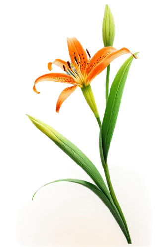 Tiger lily, orange flowers, curved petals, green stems, slender leaves, delicate details, soft focus, warm lighting, shallow depth of field, 3/4 composition, close-up shot, isolated on white backgroun