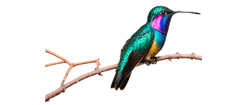 an ornamental bird,ornamental bird,bird png,decoration bird,colorful birds,longicornis,rhamphorhynchus,caudipteryx,enantiornithes,archaeopteryx,reconstruction,pterodactylus,pterosaur,pajaro,anchiornis,hummingbirds,bird hummingbird,bird frame,microraptor,chamoiseau,Art,Artistic Painting,Artistic Painting 20