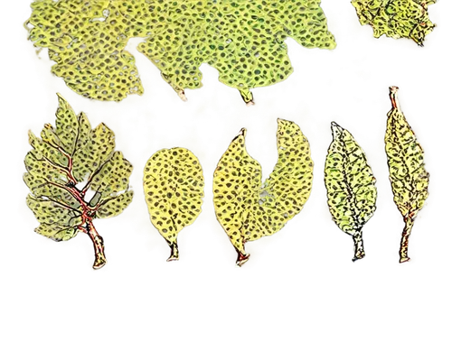 puccinia,stigmella,microflora,spring leaf background,anomeritis,birch tree illustration,sporophyte,sporophytes,leafhoppers,sawflies,azolla,xanthomonas,maple foliage,microsporum,skeleton leaves,leaf background,leafminer,alternaria,rhus,tree leaves,Illustration,Realistic Fantasy,Realistic Fantasy 39