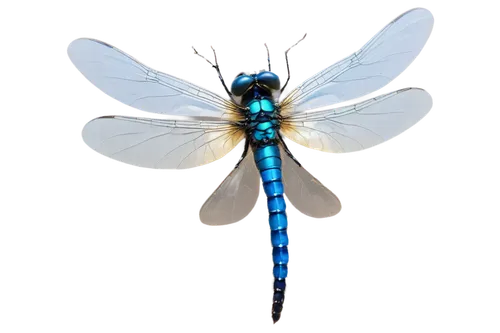 dragonflies and damseflies,blue-winged wasteland insect,spring dragonfly,dragonfly,dragon-fly,trithemis annulata,coenagrion,hawker dragonflies,damselfly,dolichopodidae,dragonflies,wing blue color,hauhechel blue,large blue,chalkhill blue,elapidae,gonepteryx cleopatra,aix galericulata,membrane-winged insect,bluebottle,Illustration,Abstract Fantasy,Abstract Fantasy 05