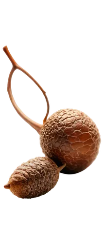 indian almond,almonds,almond nuts,unshelled almonds,acorn,almond,chestnut fruit,areca nut,seed pod,salak,chestnut pods,almond meal,almond oil,acorns,chestnut röhling,walnuts,tree nut,chestnut fruits,sapodilla,juglans,Art,Artistic Painting,Artistic Painting 48