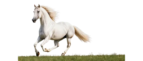 albino horse,a white horse,lipizzan,white horse,lipizzaners,lipizzaner,shadowfax,arabian horse,horse running,gallopin,galloped,a horse,equine,unicorn background,galloping,horse,nikorn,lusitano,hors,dream horse,Conceptual Art,Daily,Daily 28