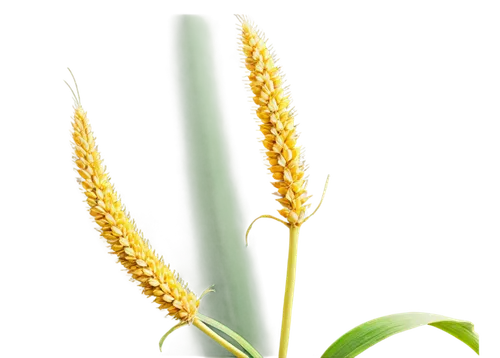 spikelets,septoria,panicle,sorghum,sweet grass plant,aegilops,auxin,spikelet,green wheat,citronella,ornamental corn,sweetcorn,mycotoxins,amiran,phytoestrogens,asparagaceae,wheat germ grass,cornstalk,monocot,wheat ear,Illustration,Retro,Retro 03