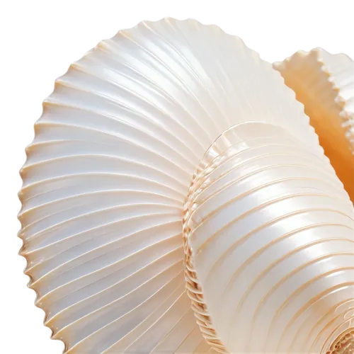 pilgrim shell,spiny sea shell,sea shell,enoki,fluted,pleated,cinema 4d,shell,wavevector,seashell,helical,shells,blue sea shell pattern,corrugation,extruded,biomimicry,seashells,corrugated,corrugated sheet,extrusion,Illustration,Black and White,Black and White 24